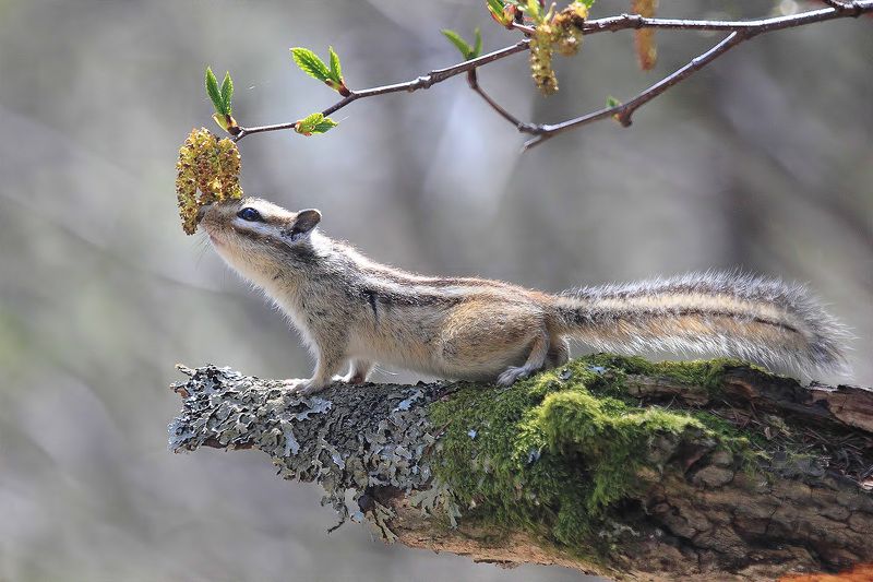 бурундук, ольха Весенний голод фото превью