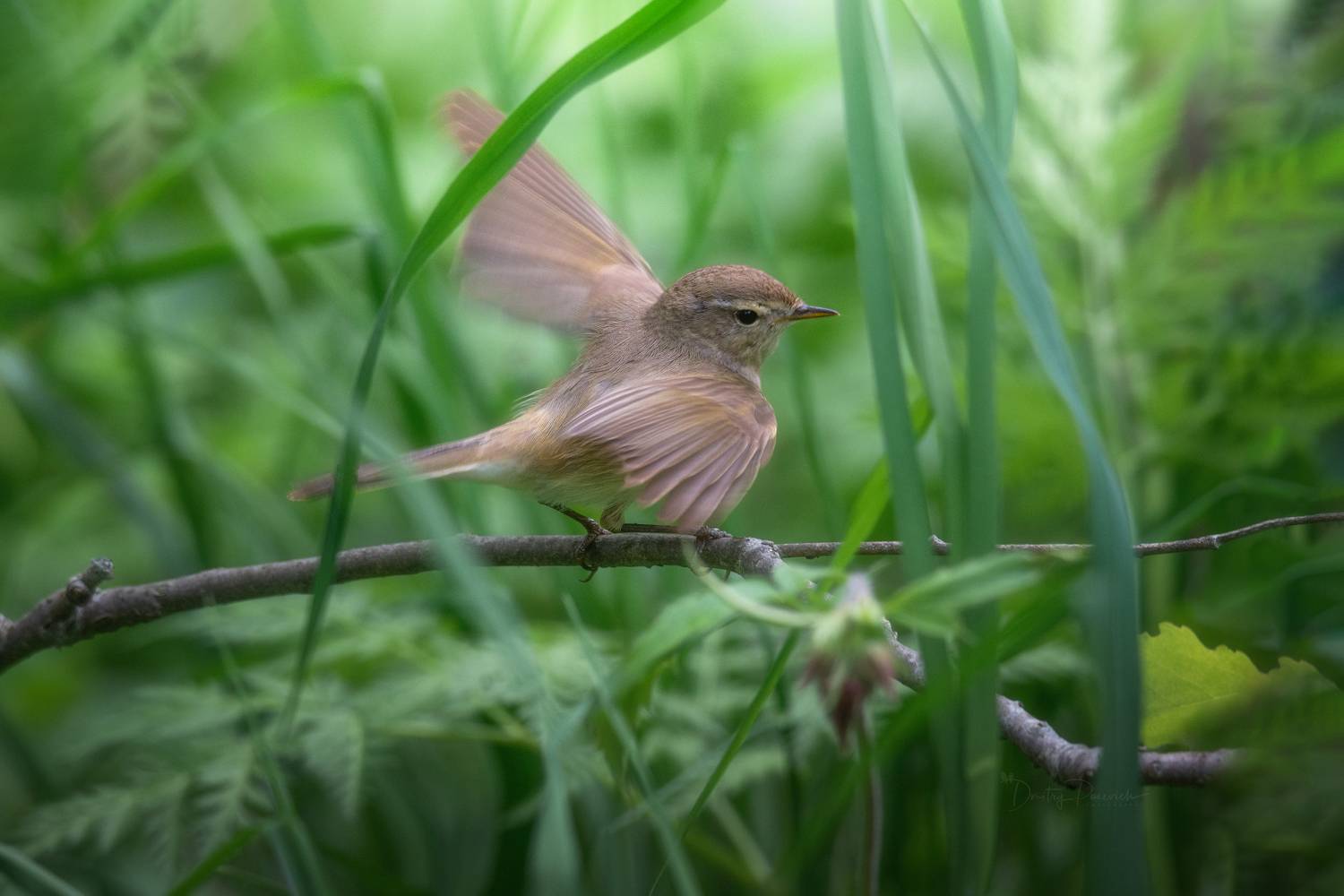 природа, лес, поля, огороды, животные, птицы, макро, Посевич Дмитрий
