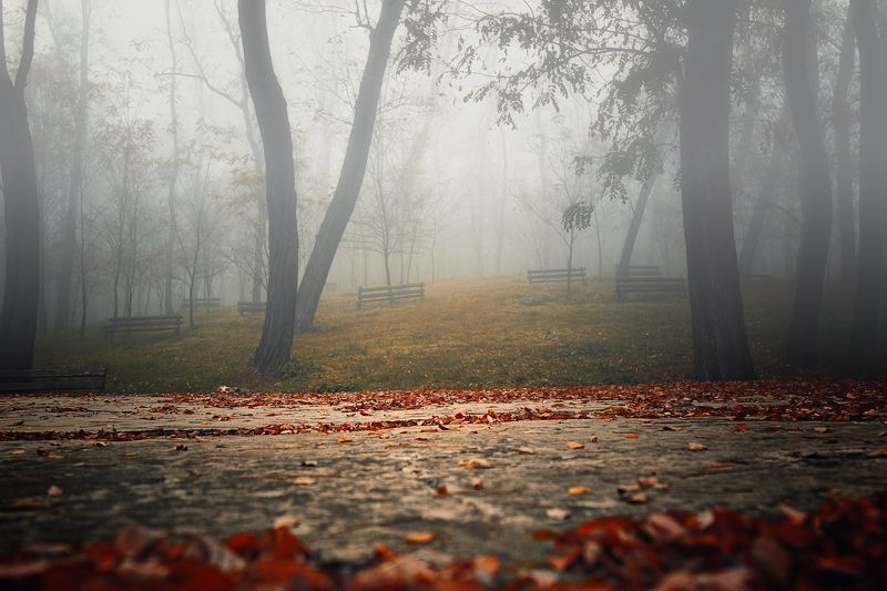 Foggy morning 4 фото превью