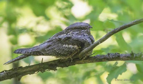 European nightjar