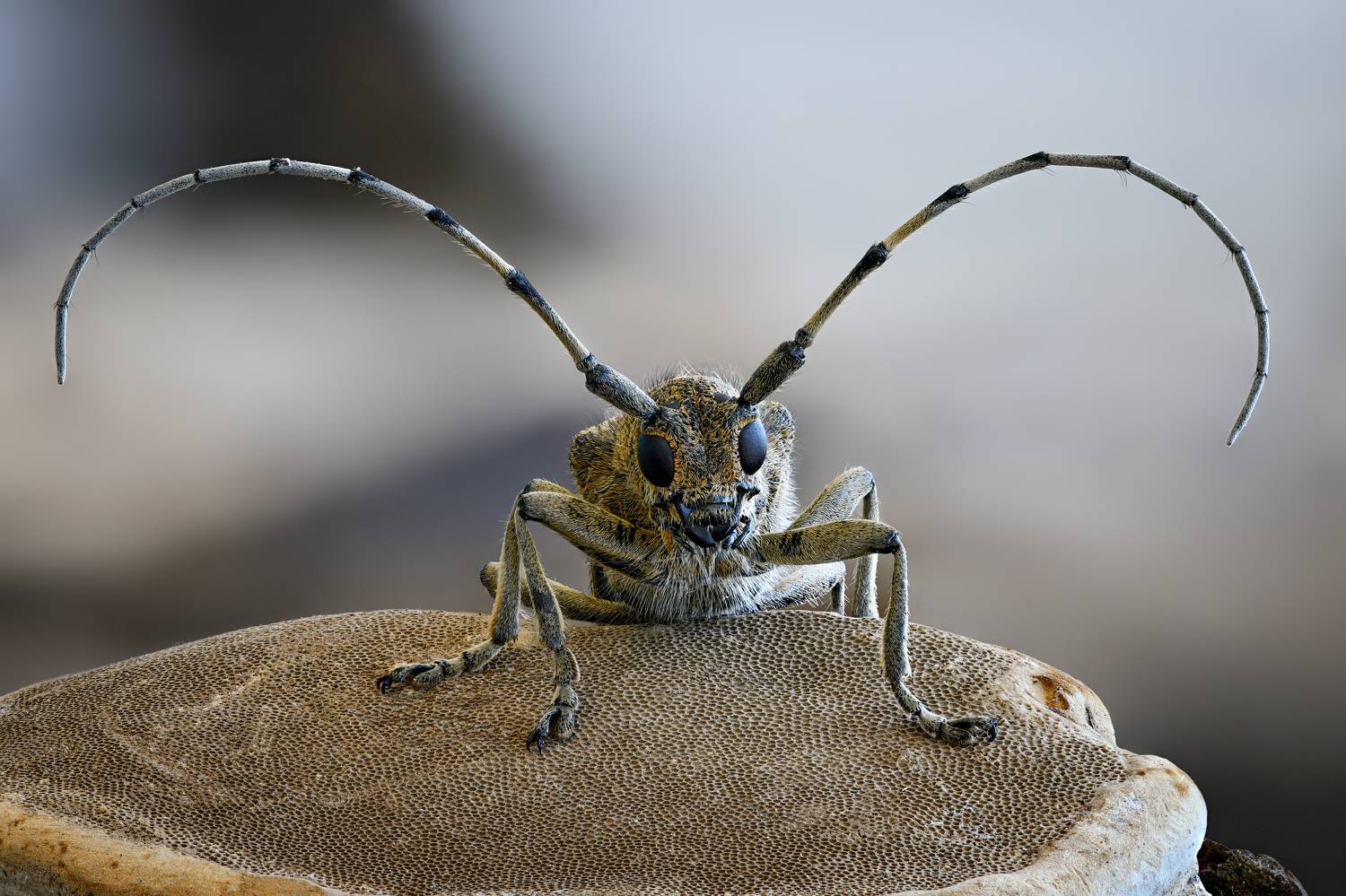 , Антон Финевич