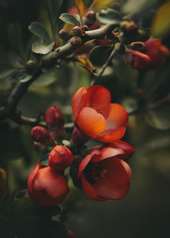 айва, blooms, blooming , blossoms quince фото превью