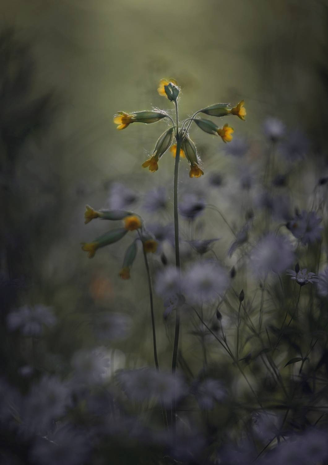 лес, свет, утро, природа, цветок, Баранов Олег