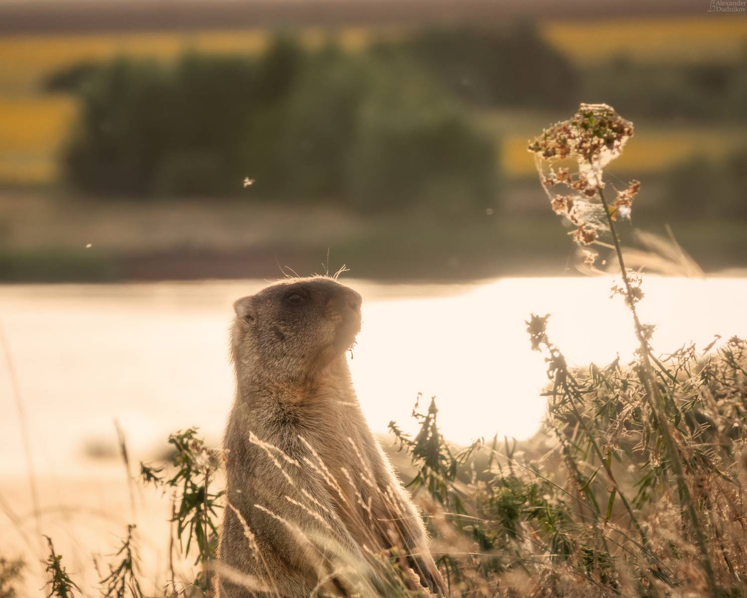 животные, природа, сурок, байбак, грызуны, портрет животного, млекопитающие, дикая природа, marmota, groundhog, marmot, animals, animal portrait, mammals, wildlife, Дудников Александр