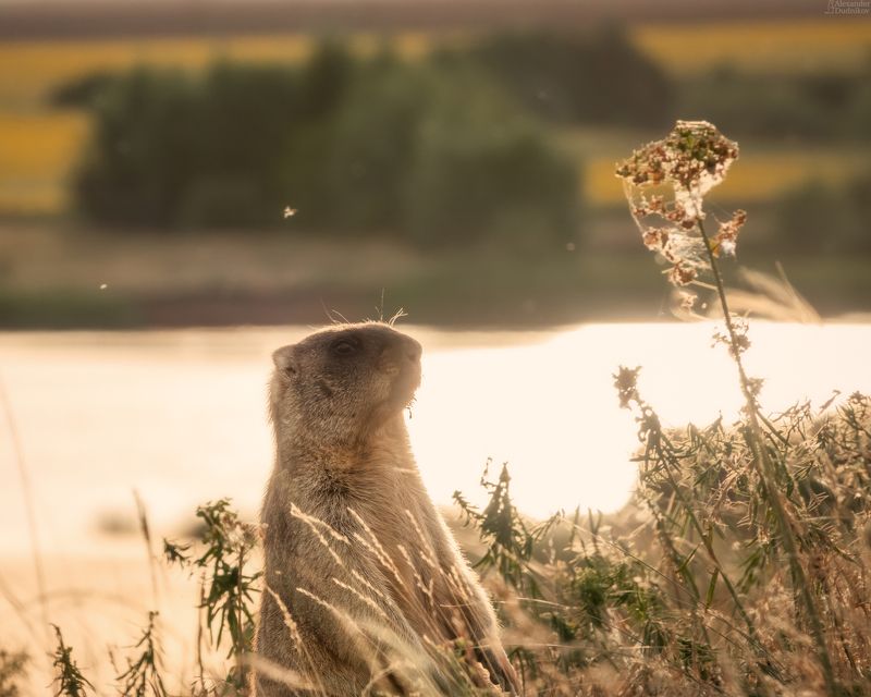 Байбак и закатные блики Волги фото превью
