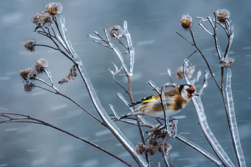 Метель фото превью