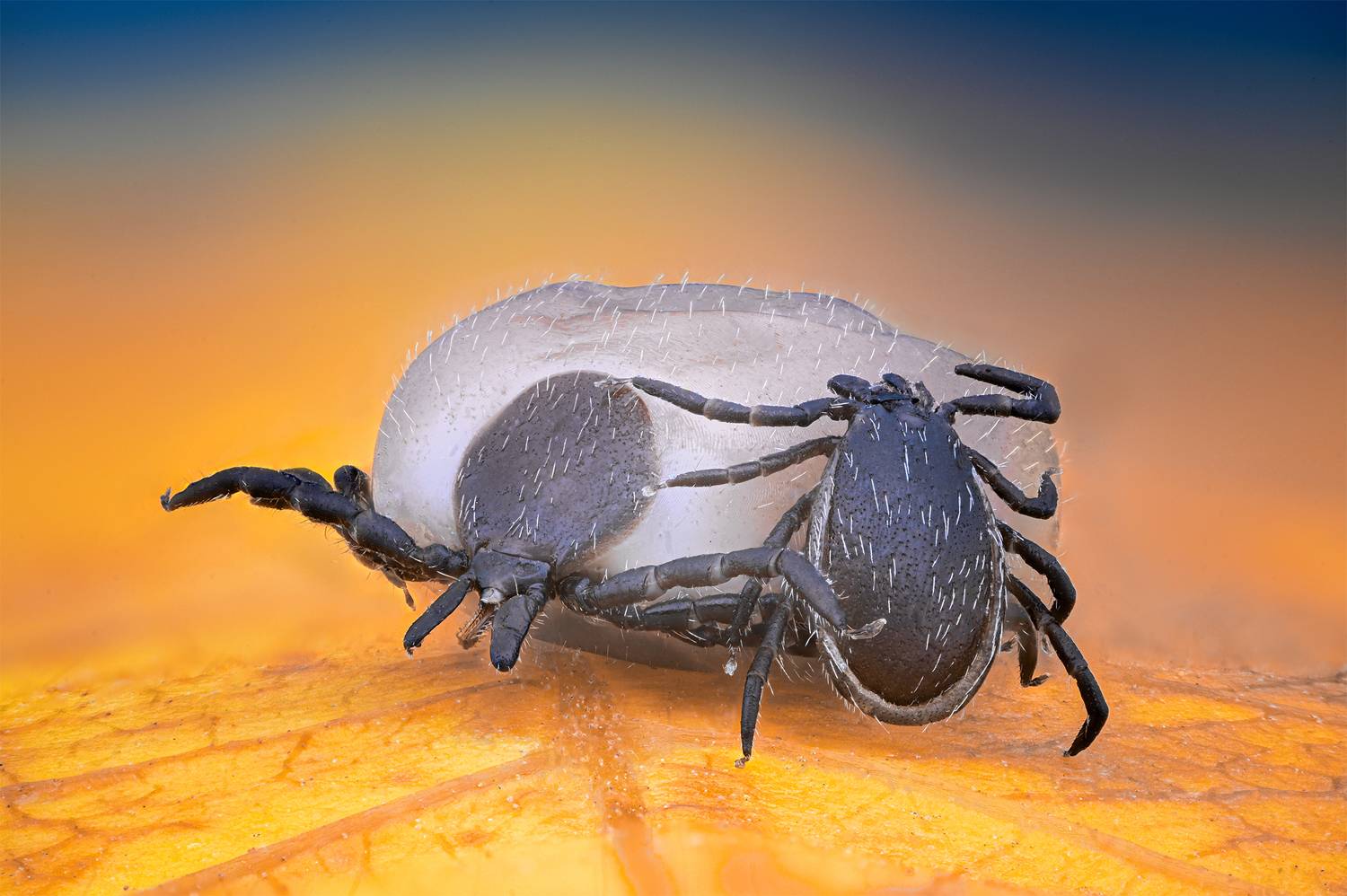 ceclii, macro, Цветан Ганев