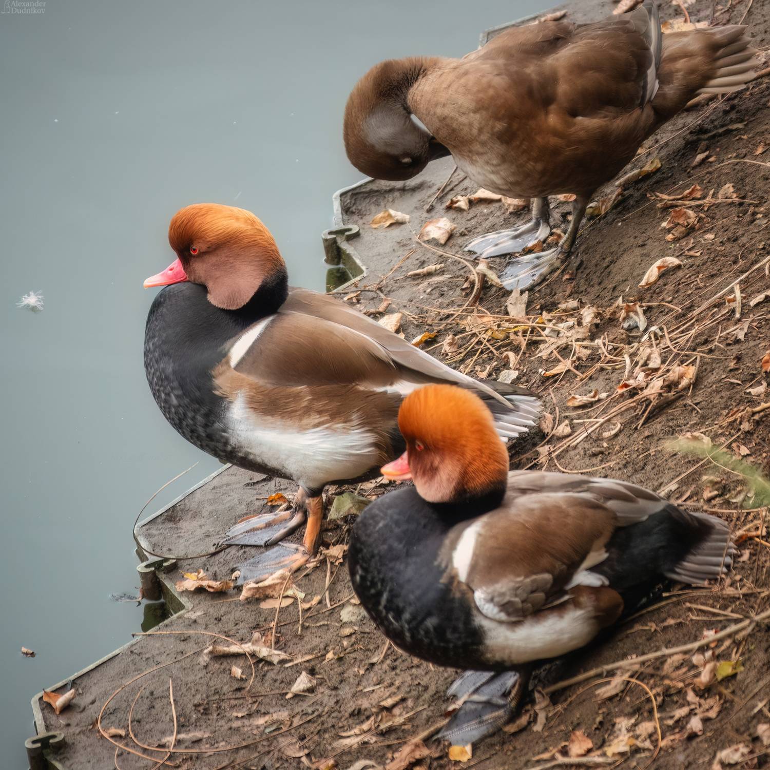 животные, птицы, портрет животного, водоплавающие, нырок, нырки, animals, birds, animal portrait, aves, pochard, Дудников Александр