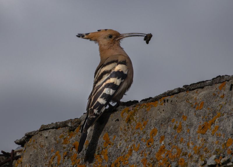 птица удод личинка добыча камень Гордость добычей фото превью
