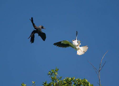 Introducing a passionate wildlife photographer, dedicated solely to capturing the untamed beauty of avian life in their natural habitats. I'm an individual deeply committed to the artistry and preservation of birds in the wild. With an unwavering ethos ag