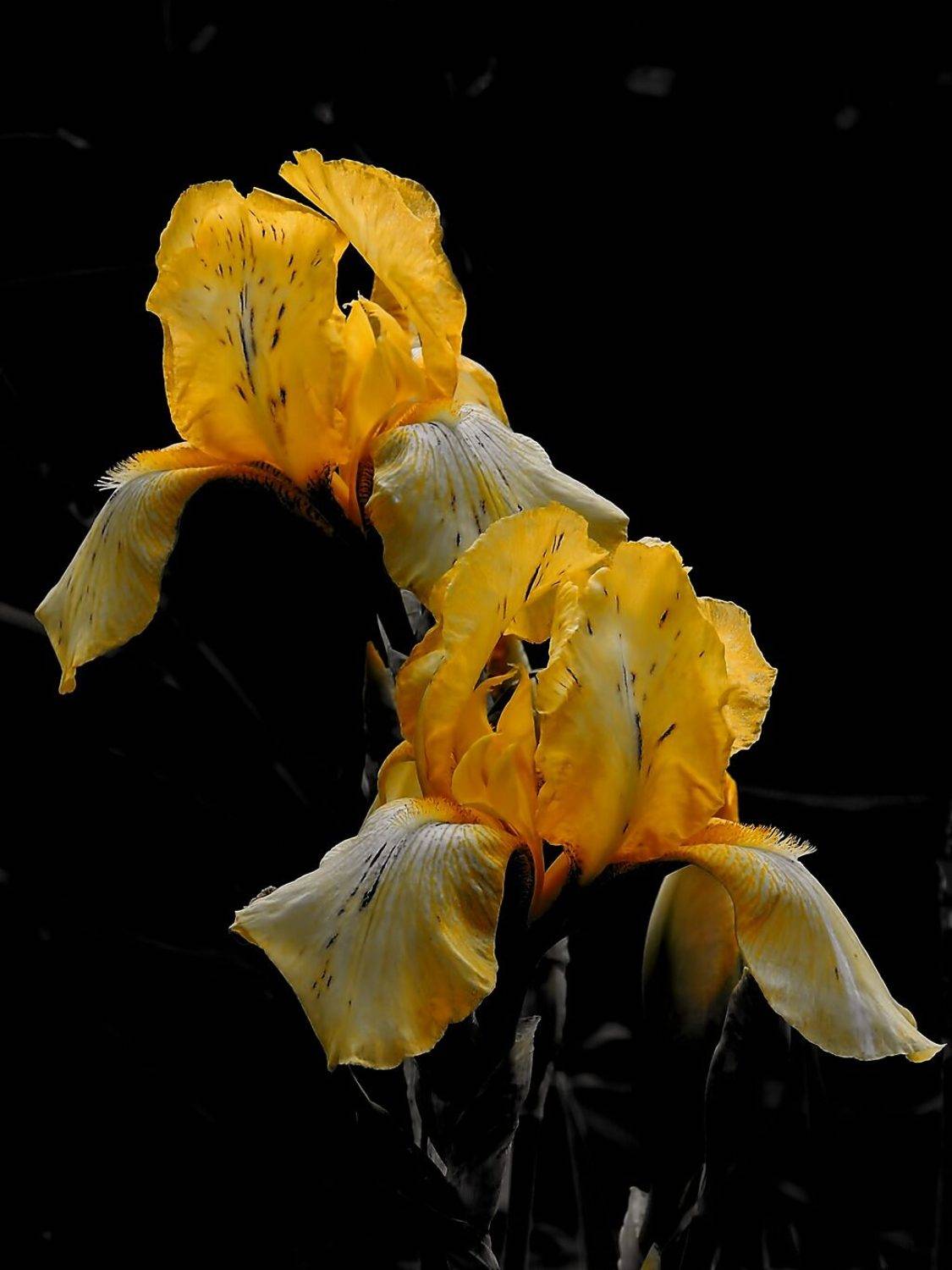 , Савоцкий Роман