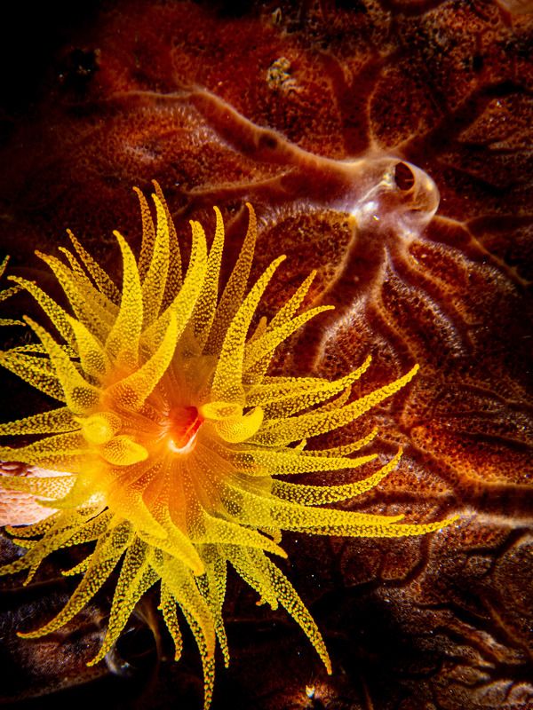 Beauty and the Beast фото превью