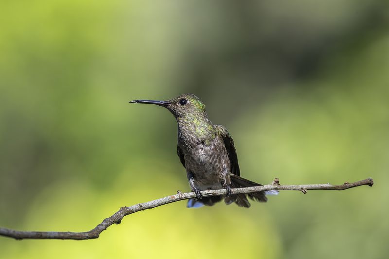 Birds, Hummingbirds, Nature Scaly Breasted Humingbird фото превью