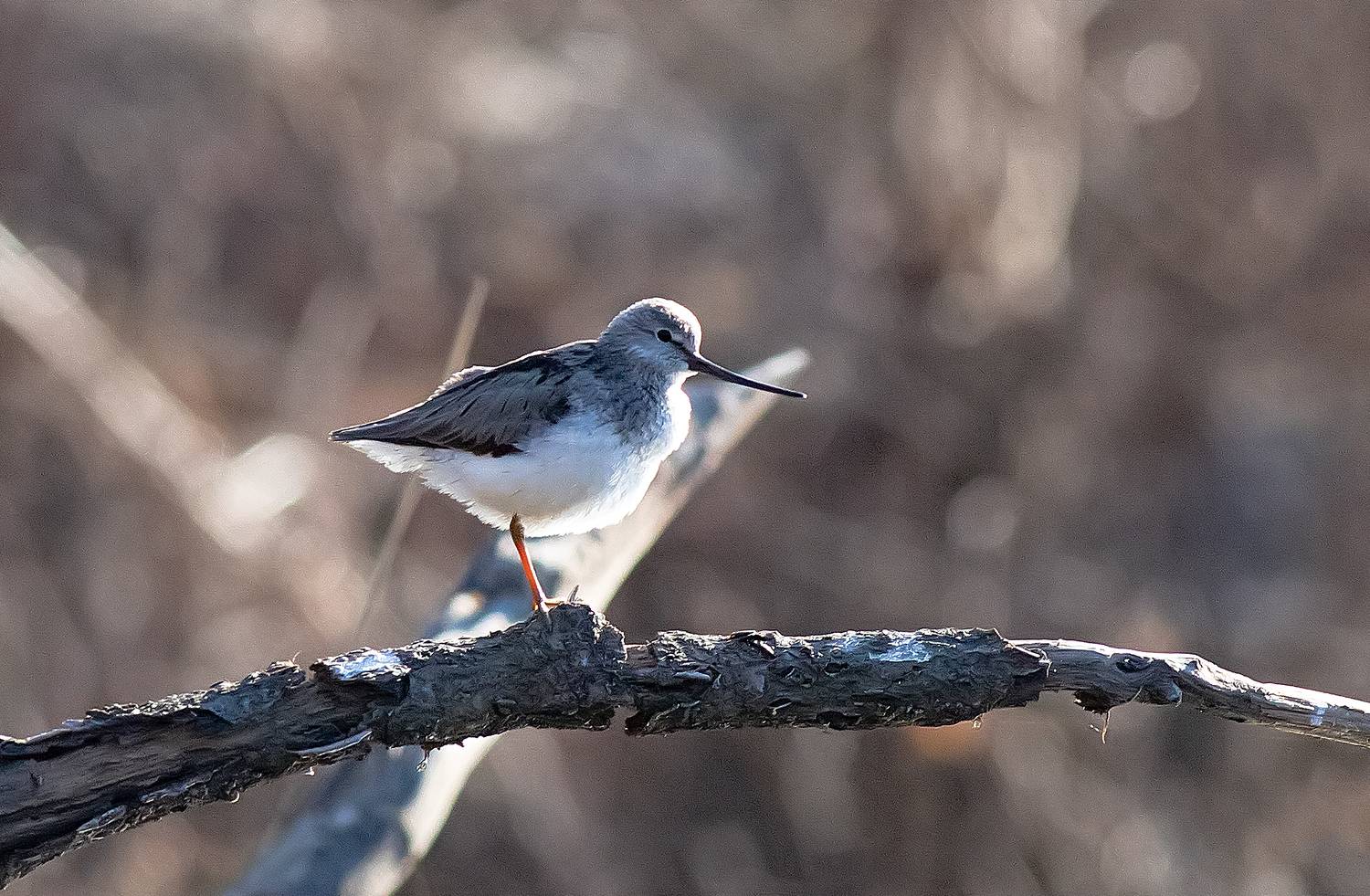 птицы, кулики, мородунка, лес, озеро, Широких Александр