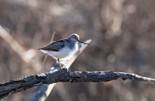 Кулик мородунка