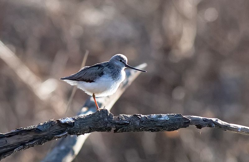 птицы, кулики, мородунка, лес, озеро Кулик мородунка фото превью