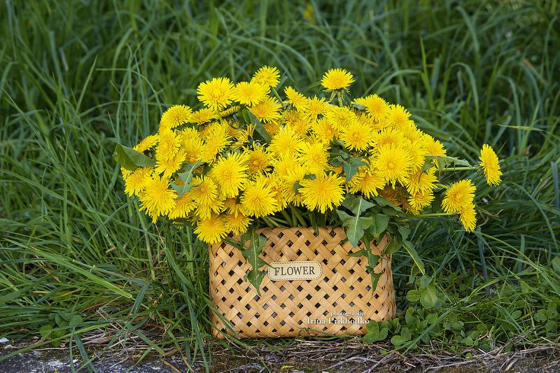 пленэр, природа, цветы, одуванчики, весна Одуванчики в корзине фото превью