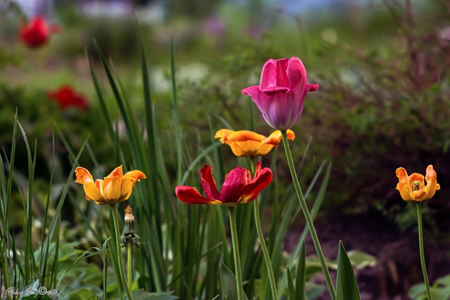 , Орлов Олег