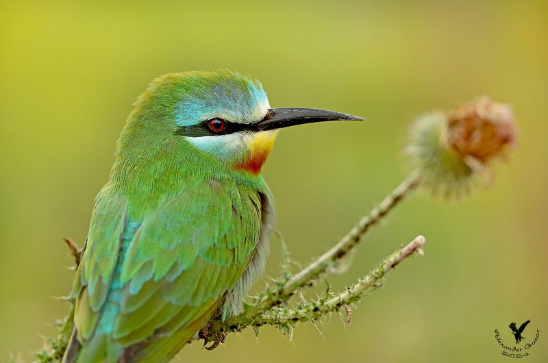 Портрет на репейнике. фото превью