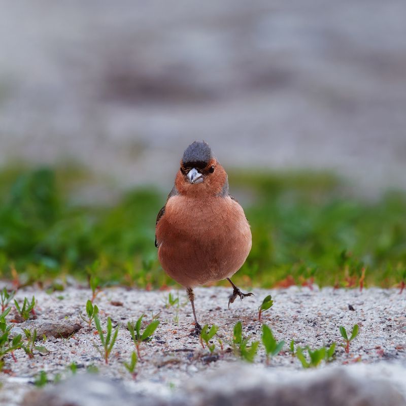Зяблик фото превью