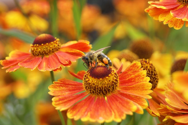 насекомые, пчела, макро, лето, дача Сбор урожая фото превью