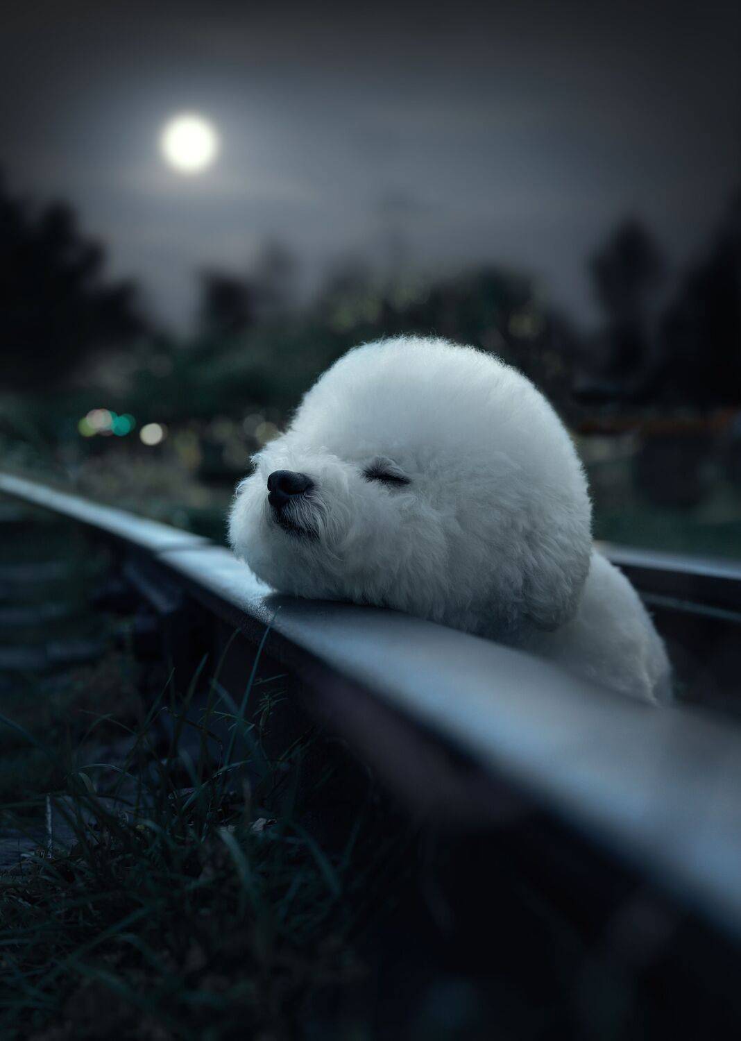 , 宠物摄影师狗哥