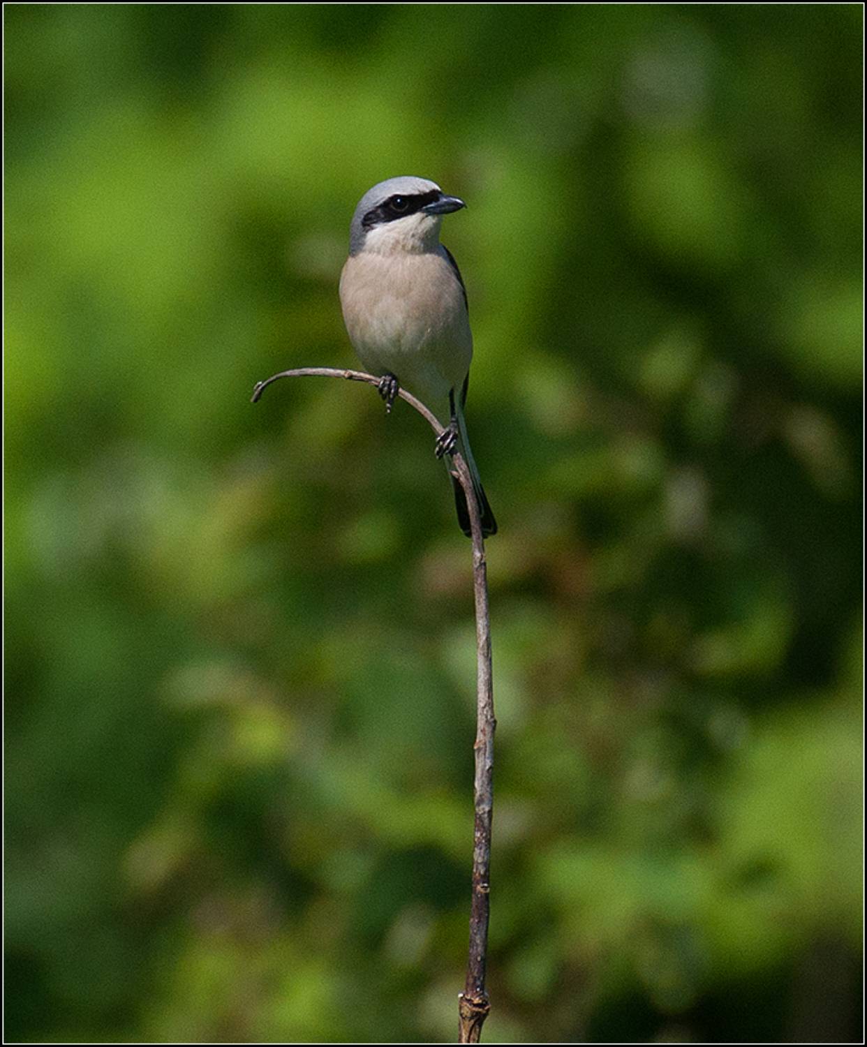 москва, май, парк, птица, АНАТОЛИЙ ДОВЫДЕНКО