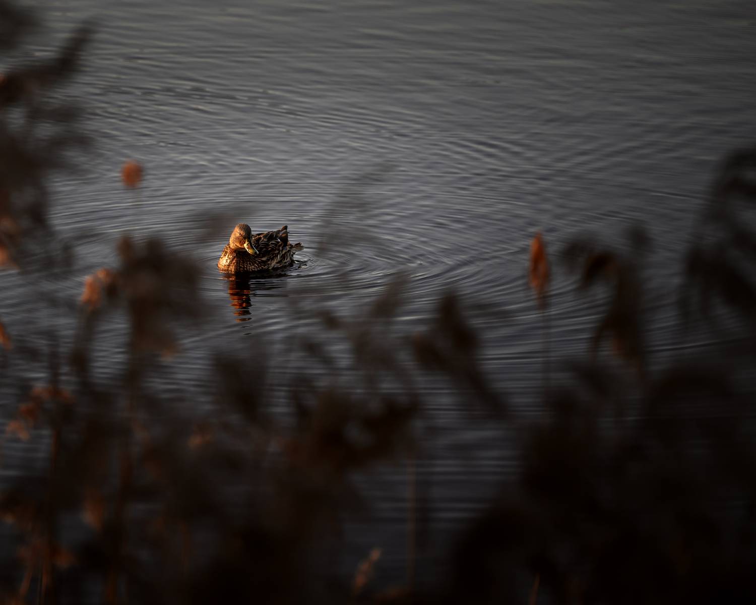 , Павел Тимошенко