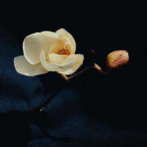 Blossom