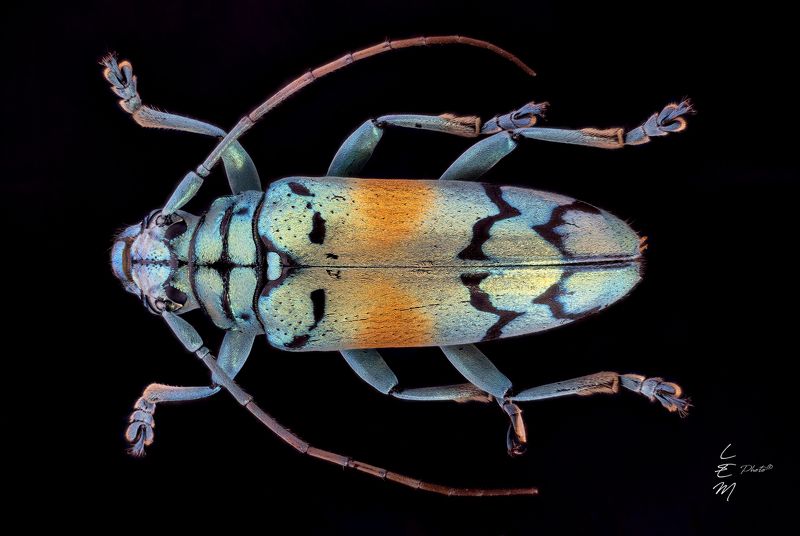 Sulawesiella rafaelae (Lansberge, 1885) фото превью