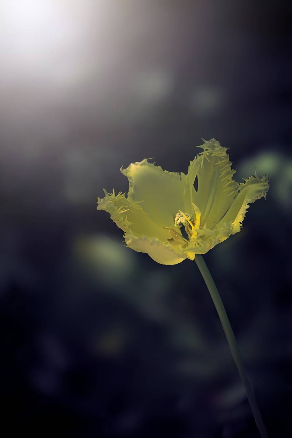 макро, macro, цветы, flower, весна, spring, тюльпан, Julia Kaissa