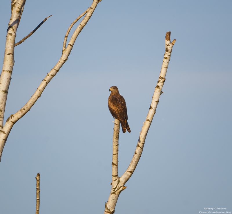 солнце, россия, рассвет, природа, подмосковье, погода, пейзажи, пейзаж, отражение, наукоград, красота, дубна, вода, весна, weather, water, spring, russia, reflection, naukograd, nature, moscow, landscape, dawn, canon, dubna, beauty Чёрный Коршун на закате. фото превью