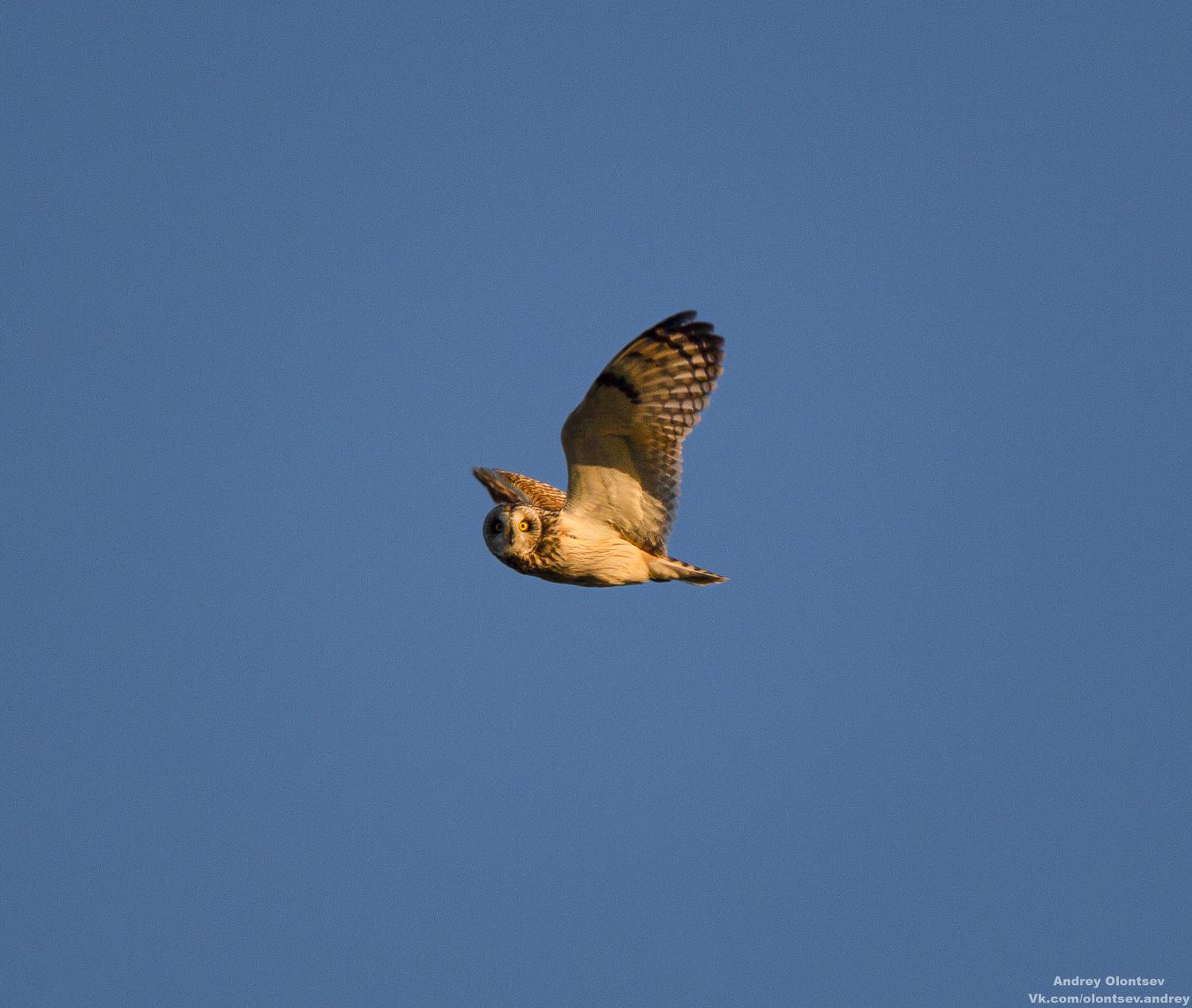 солнце, россия, рассвет, природа, подмосковье, погода, пейзажи, пейзаж, отражение, наукоград, красота, дубна, вода, весна, weather, water, spring, russia, reflection, naukograd, nature, moscow, landscape, dawn, canon, dubna, beauty, Олонцев Андрей