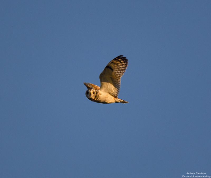 солнце, россия, рассвет, природа, подмосковье, погода, пейзажи, пейзаж, отражение, наукоград, красота, дубна, вода, весна, weather, water, spring, russia, reflection, naukograd, nature, moscow, landscape, dawn, canon, dubna, beauty Болотная сова. фото превью