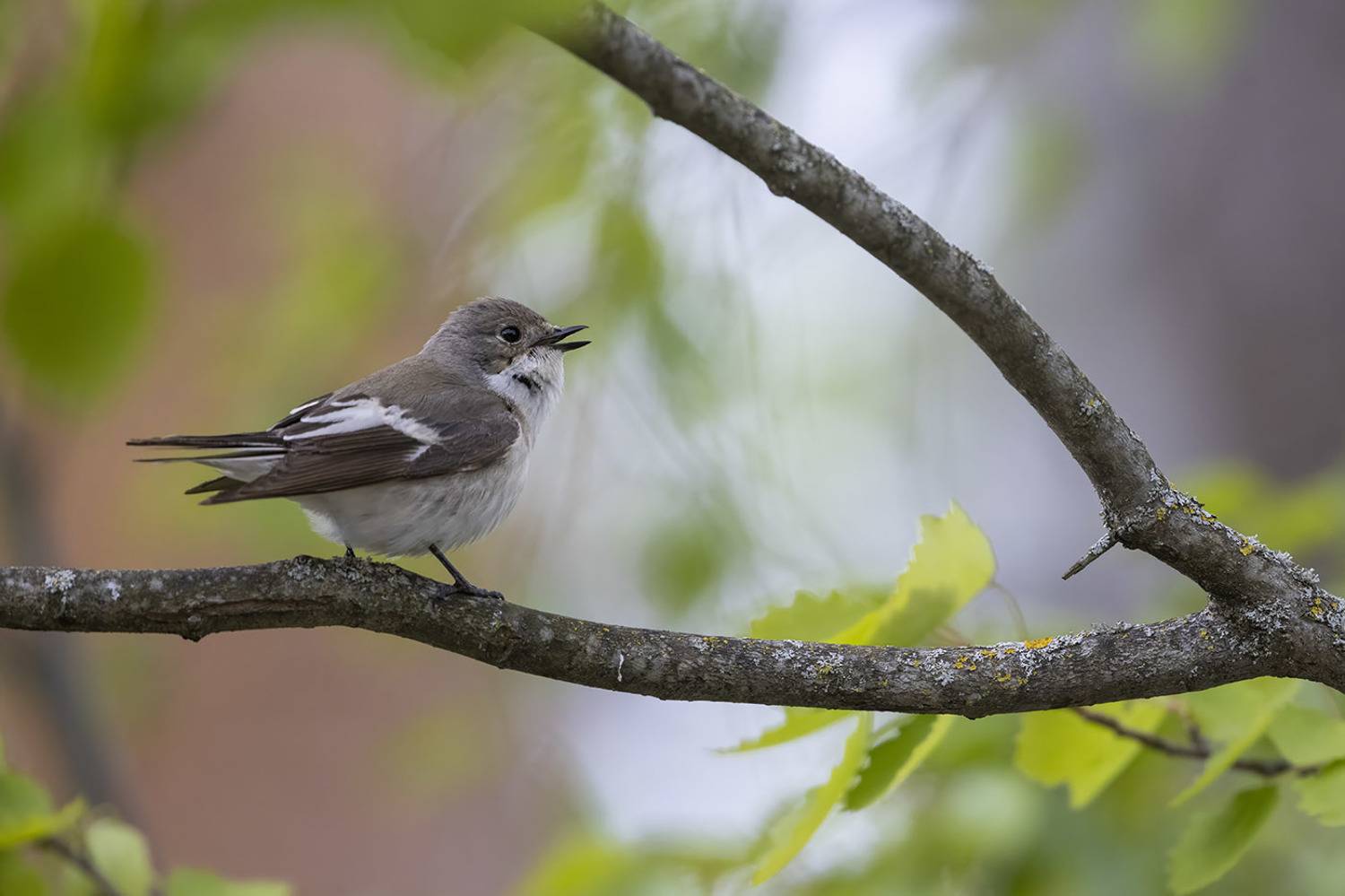 Птицы, Подмосковье, Елена Давыдова