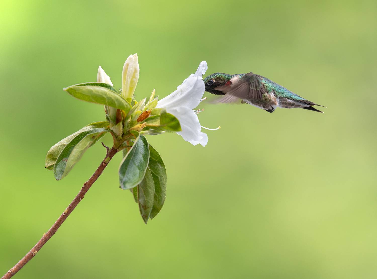 bird, humming, hummingbird, hummingbirds, hummer, rufous, nature, animals, wild, action, dynamic, Atul Saluja