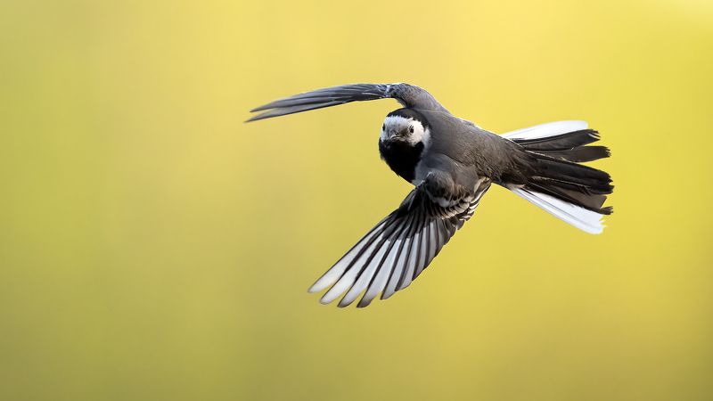 Трясогузки. фото превью