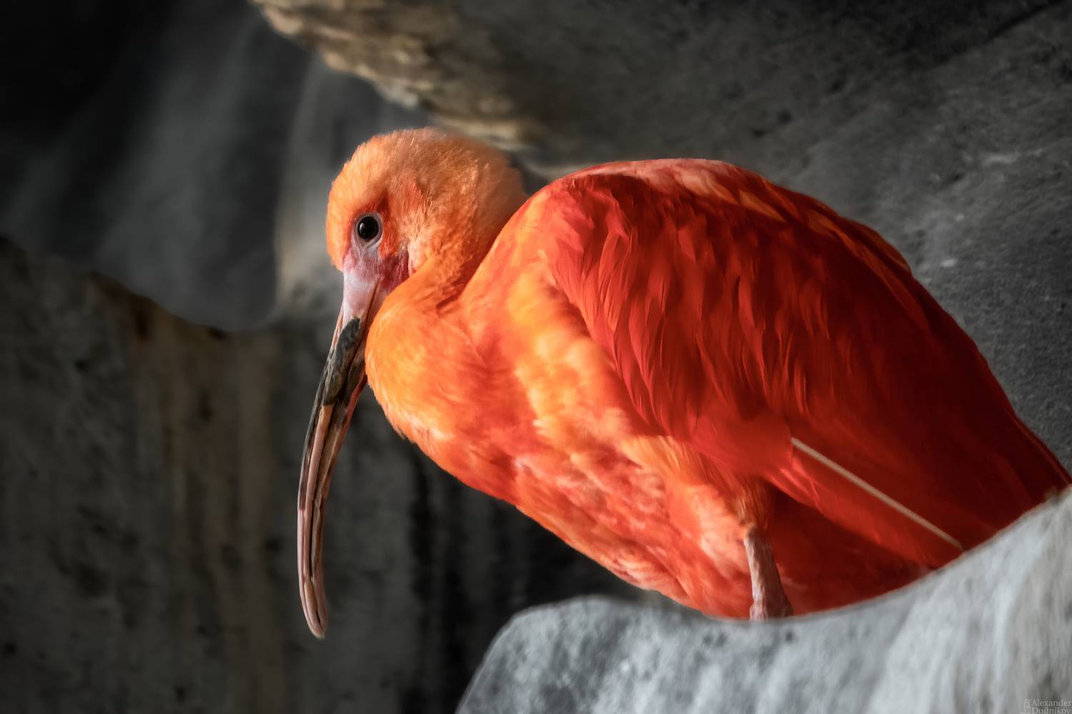 животные, портрет животного, птицы, ибис, красный ибис, animals, animal portrait, birds, scarlet ibis, ibis, aves, Дудников Александр