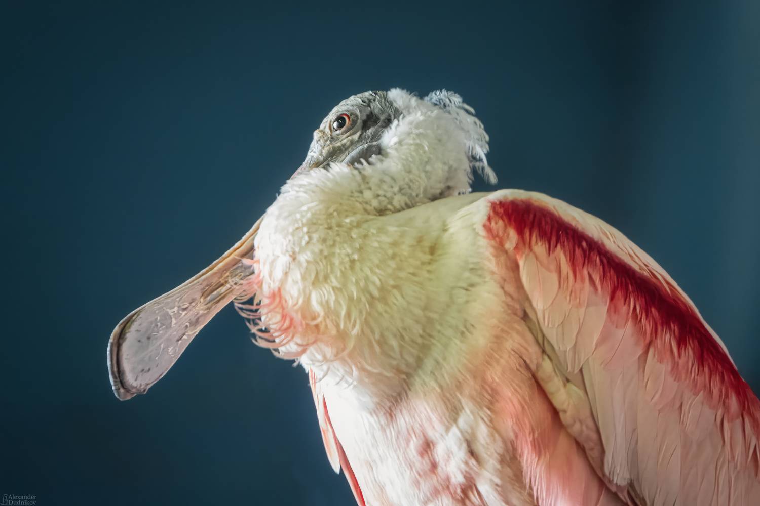 животные, портрет животного, птицы, колпица, ибисовые, animals, animal portrait, birds, threskiornithidae, spoonbill, aves, Дудников Александр