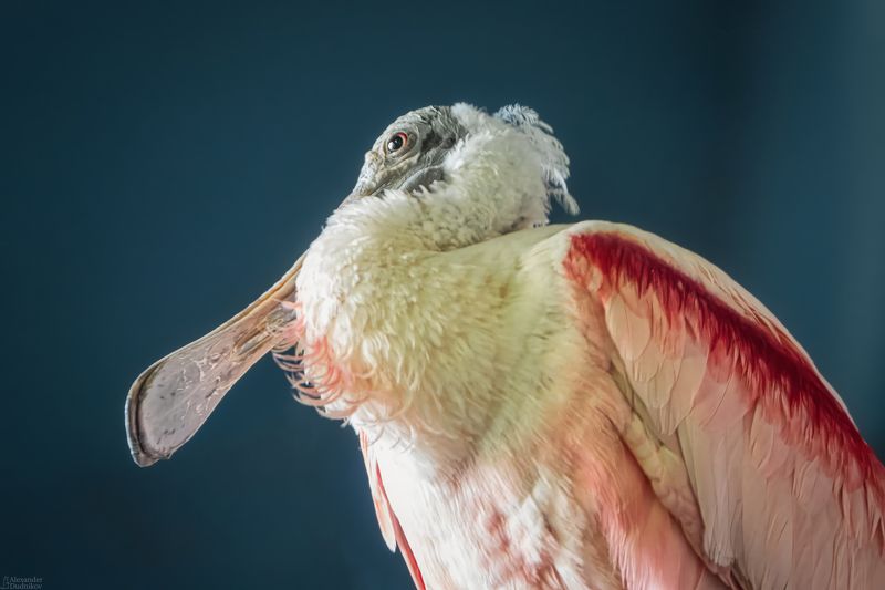 животные, портрет животного, птицы, колпица, ибисовые, animals, animal portrait, birds, threskiornithidae, spoonbill, aves Platalea ajaja/ Розовая колпица/ Roseate spoonbill фото превью
