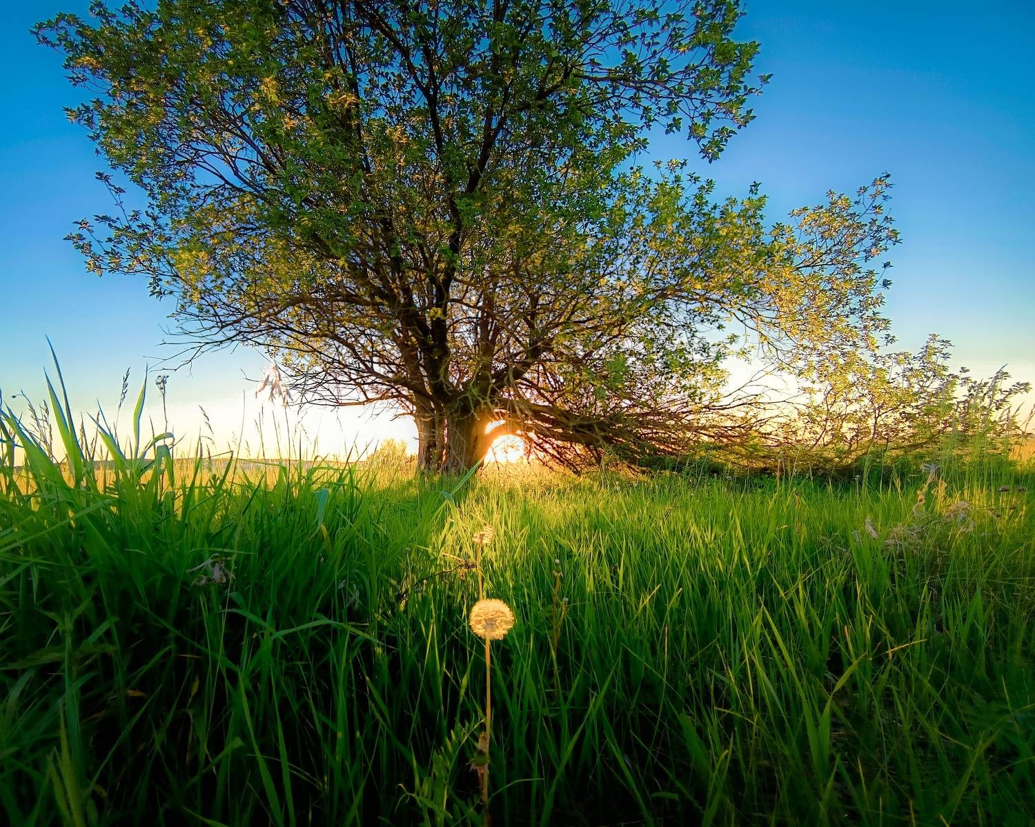 , Кондрашова Светлана