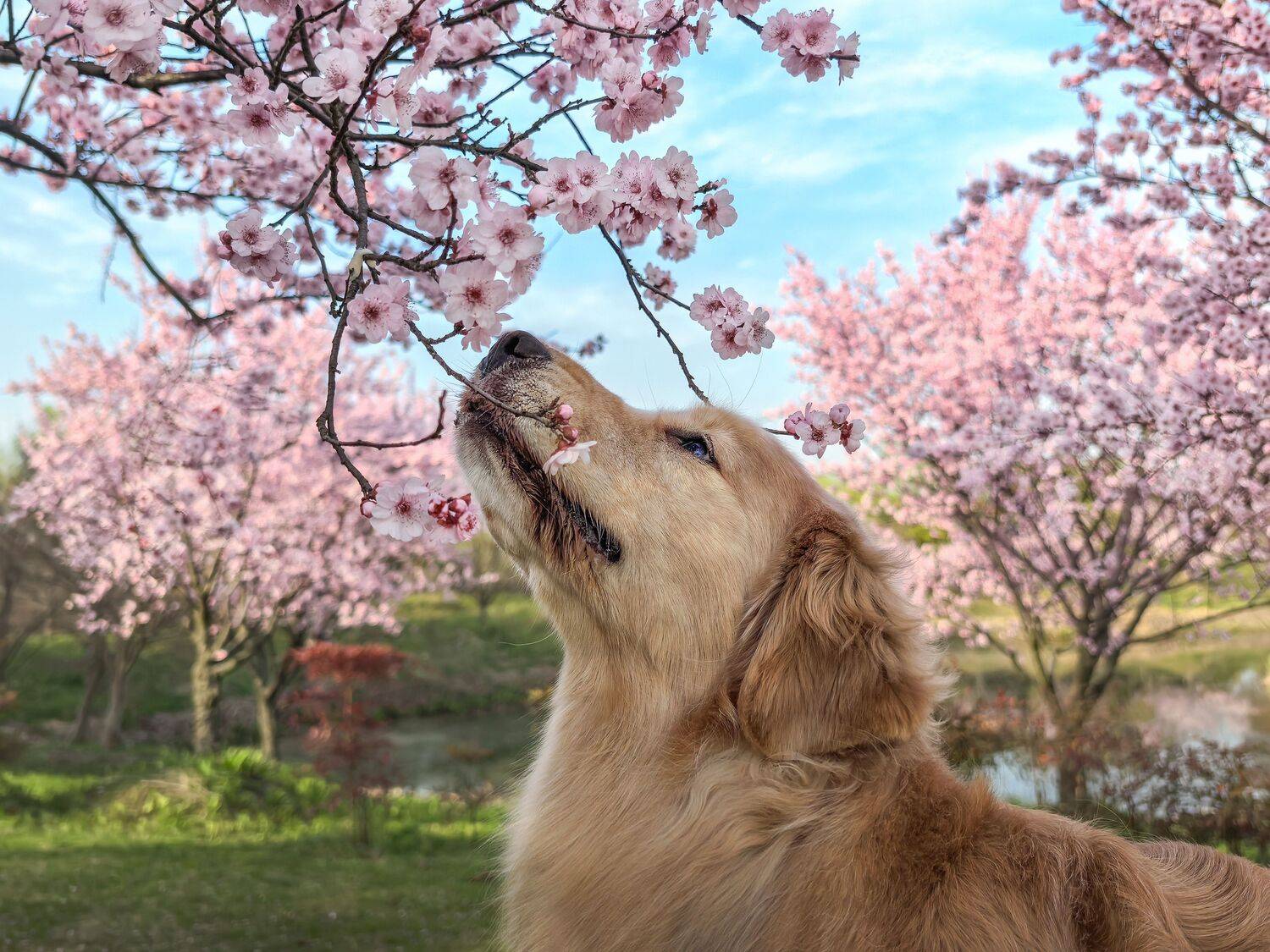 , 宠物摄影师狗哥