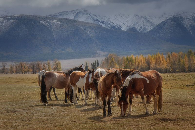 Алтайская зарисовка фото превью