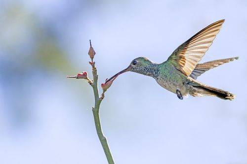 Honduran Emerald
