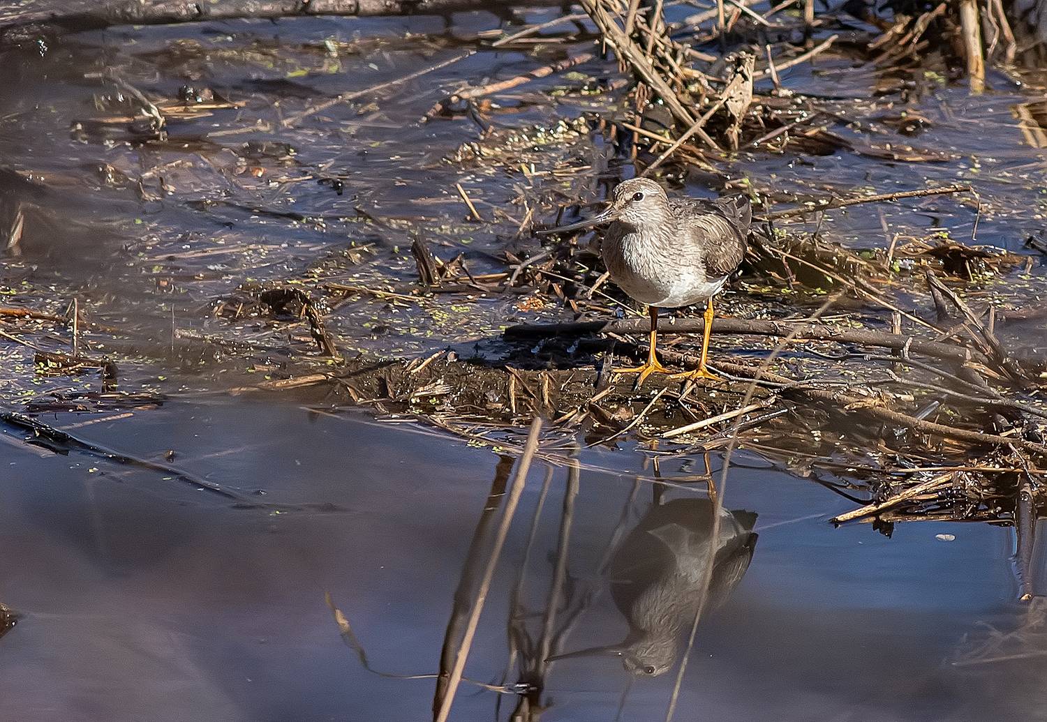 птицы, кулики, мородунка, плавник, озеро, Широких Александр