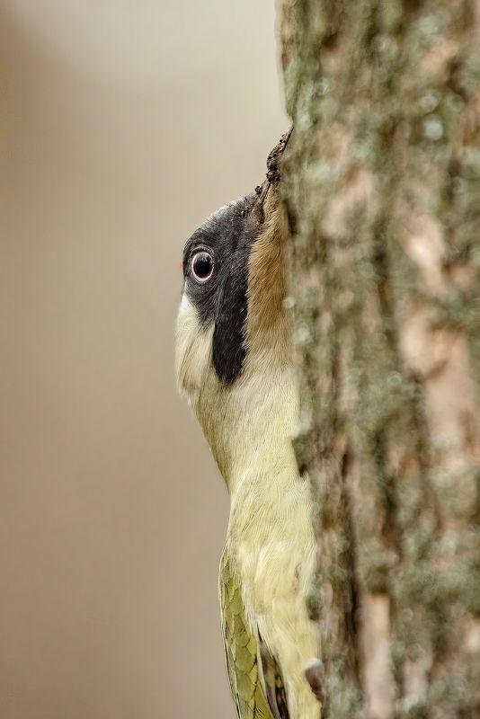 Зеленый дятел фото превью