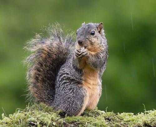 Fox Squirrel - Лисья Белка