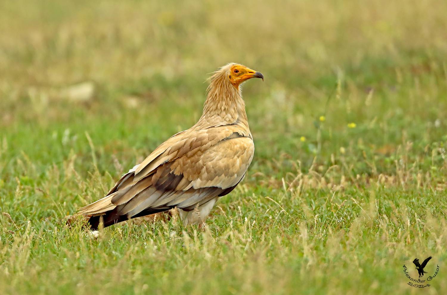 , Гусар Александр