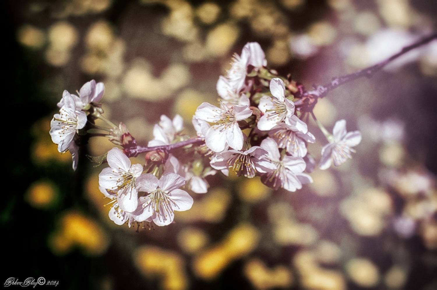 , Орлов Олег