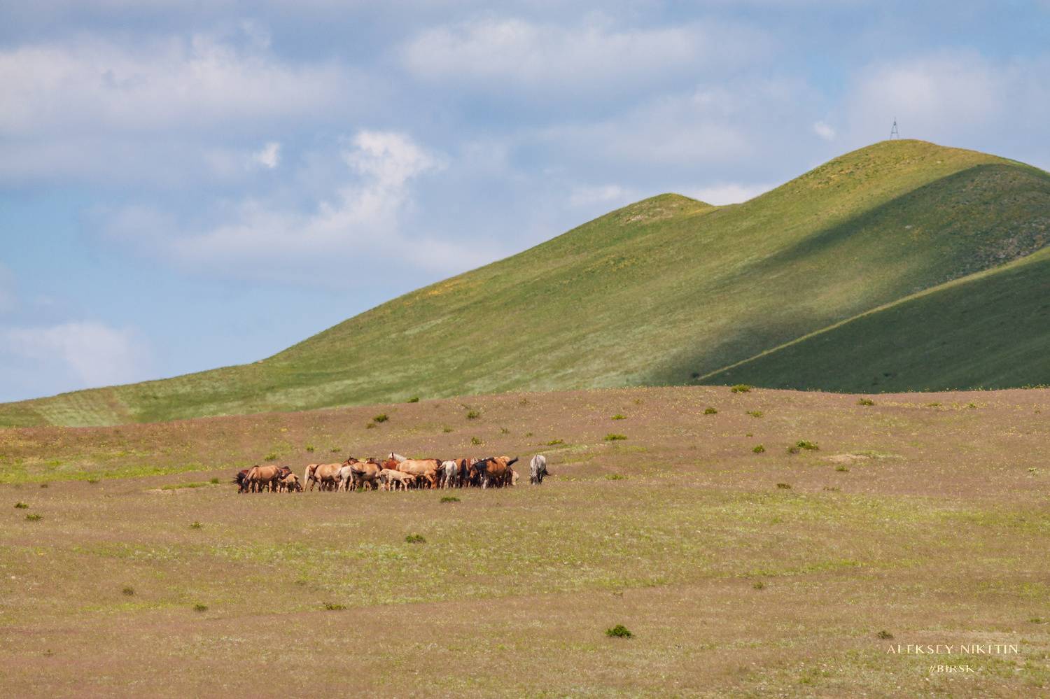 , Алексей Никитин